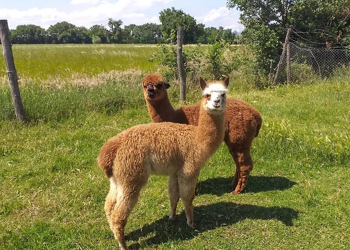 Martin Pescatore 拉戈堡